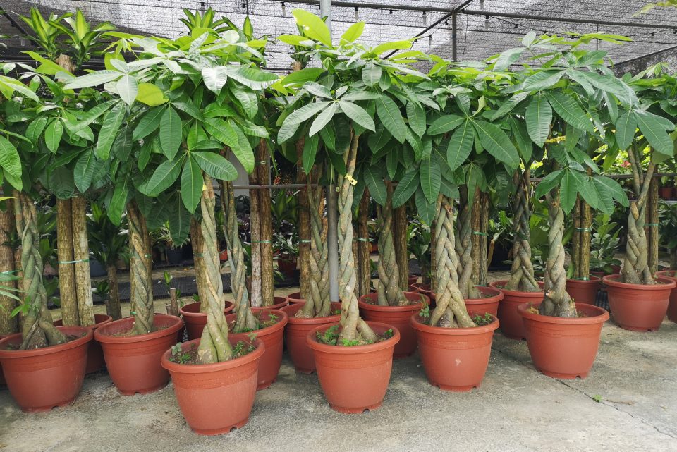 Money Tree Root Rot - Symptoms, Causes & How To Treat It