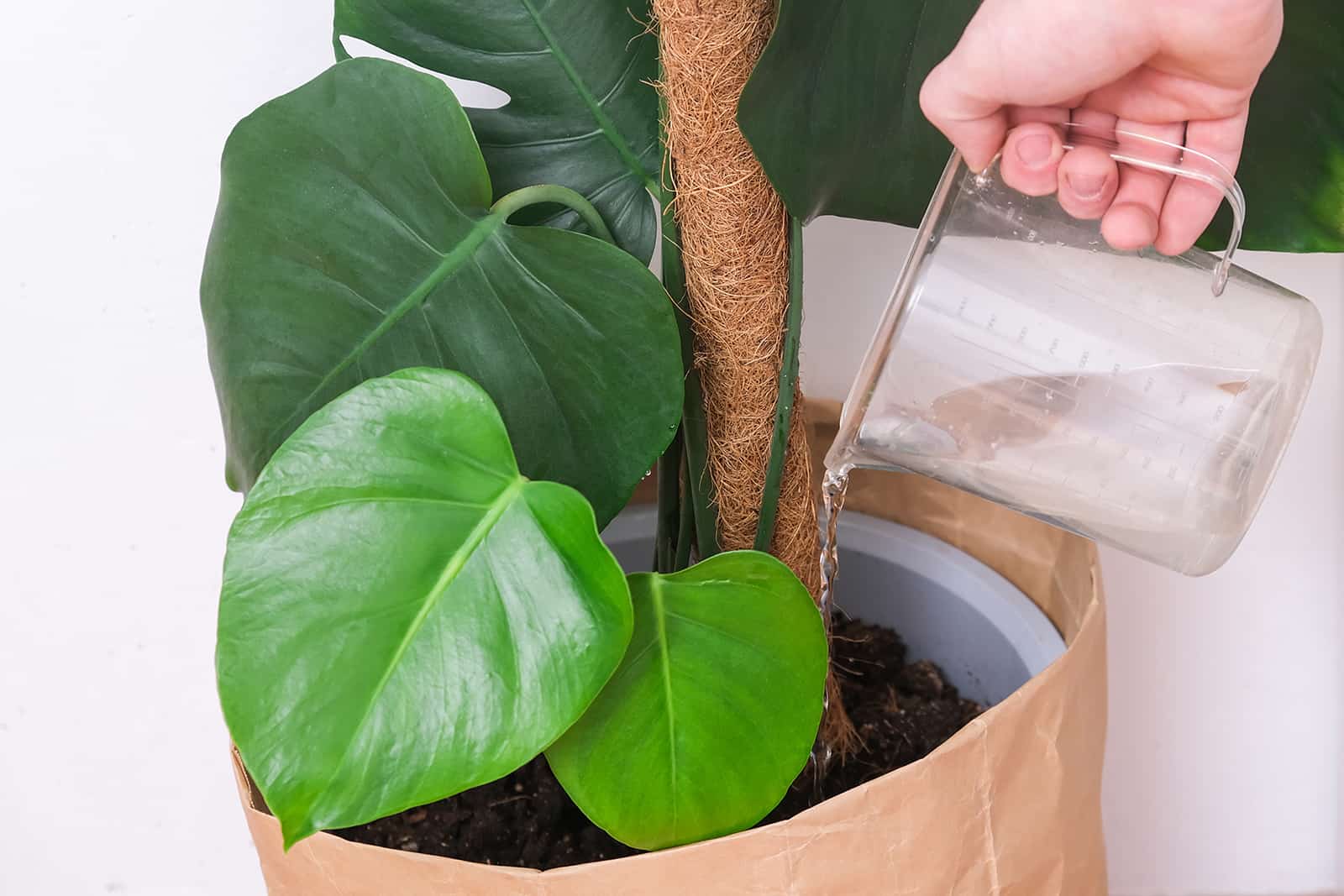a man waters a monstera plant from a watering can