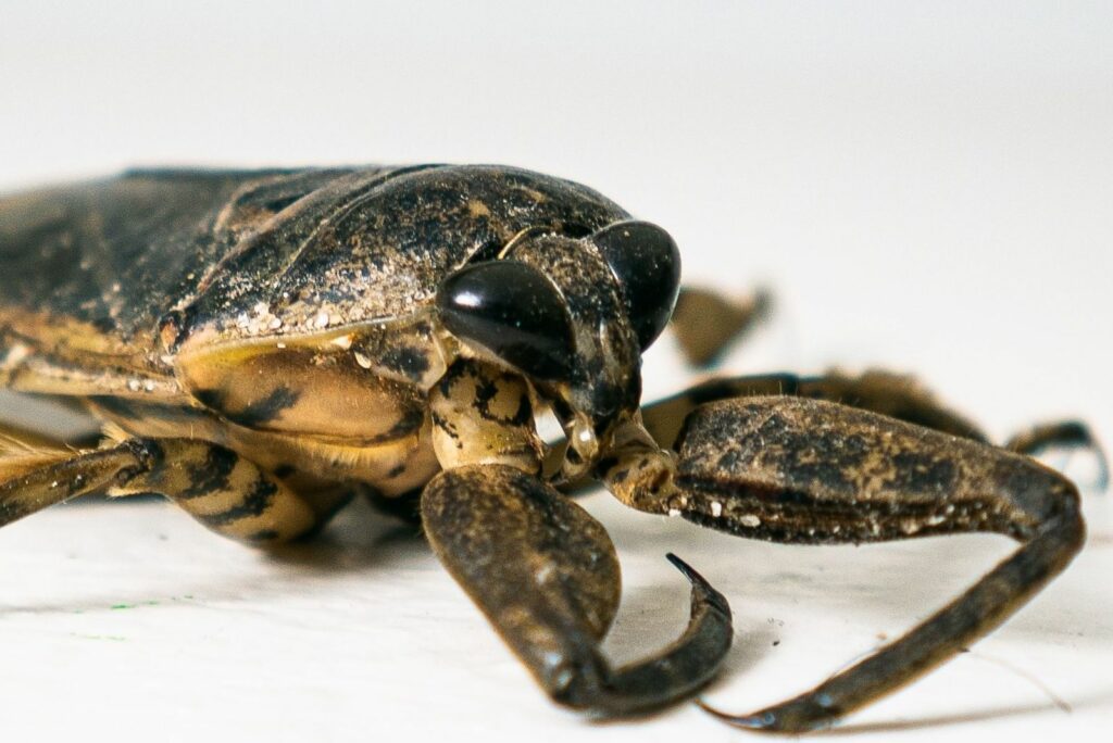 adult Giant Water Bug