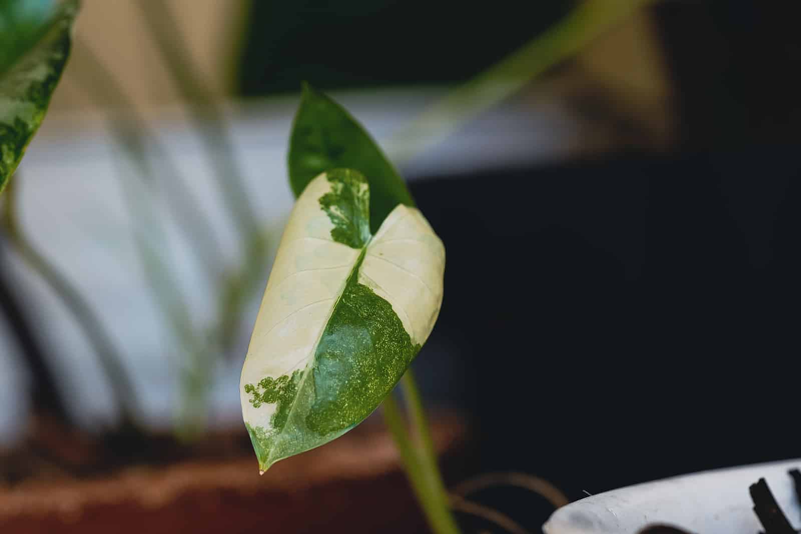 leaf of alocasia macrorrhiza variegata plant