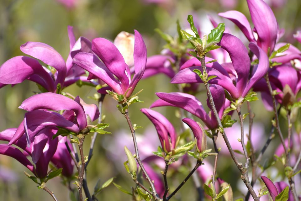 10 Trees With Purple Flowers And Their Care Guides