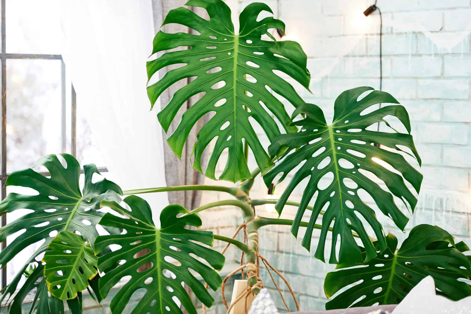 big Philodendron Monstera leaves