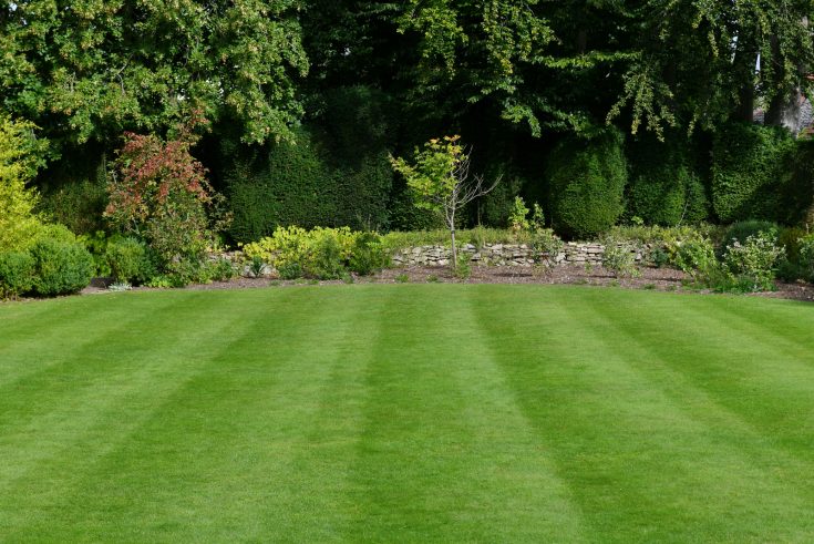 Humic Acid For Lawns: Everything You Need To Know