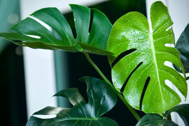 Philodendron Monstera - All Your Questions Answered