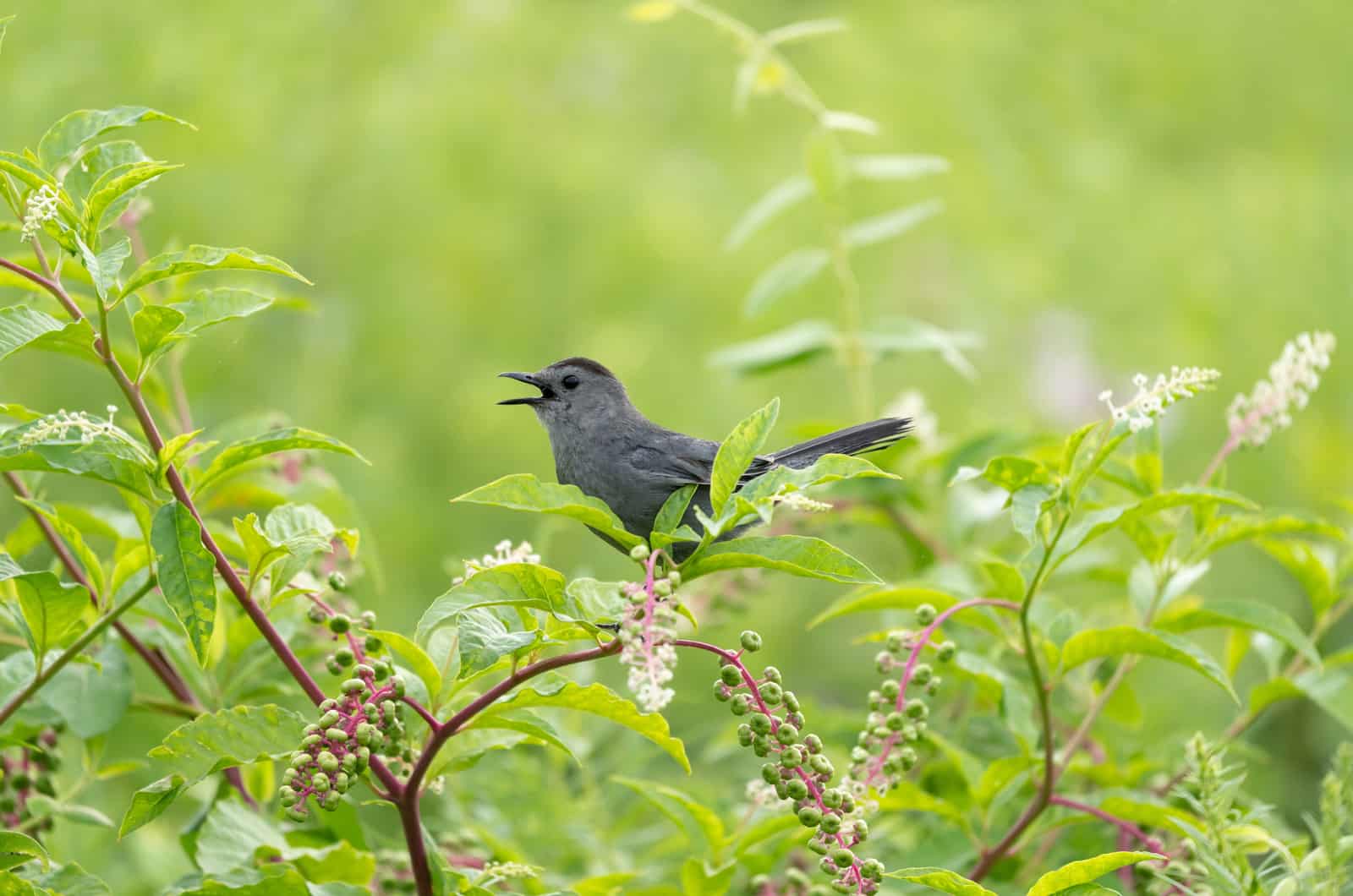 bird on a pokeweed bush