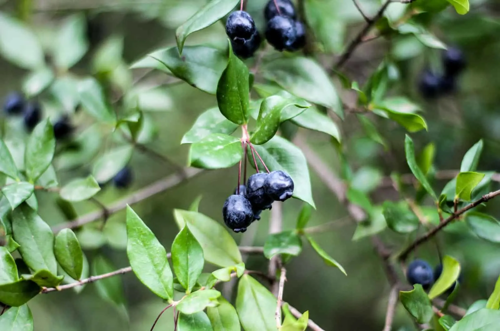 blueberry vine