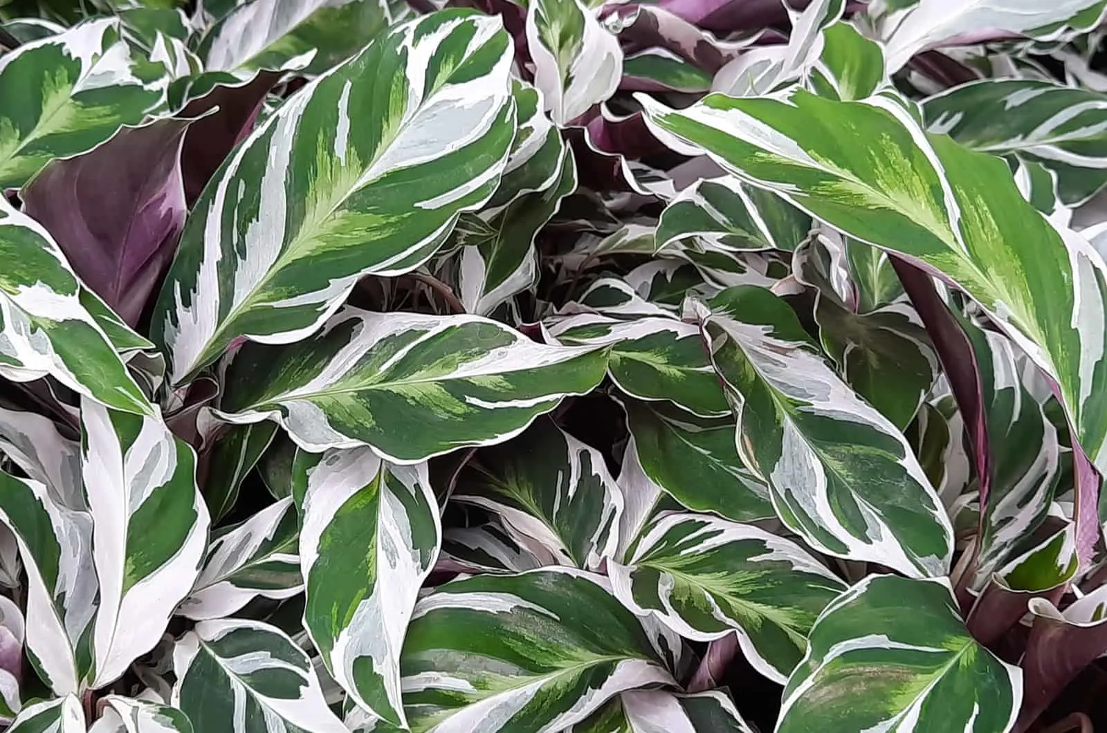 calathea white fusion leaves