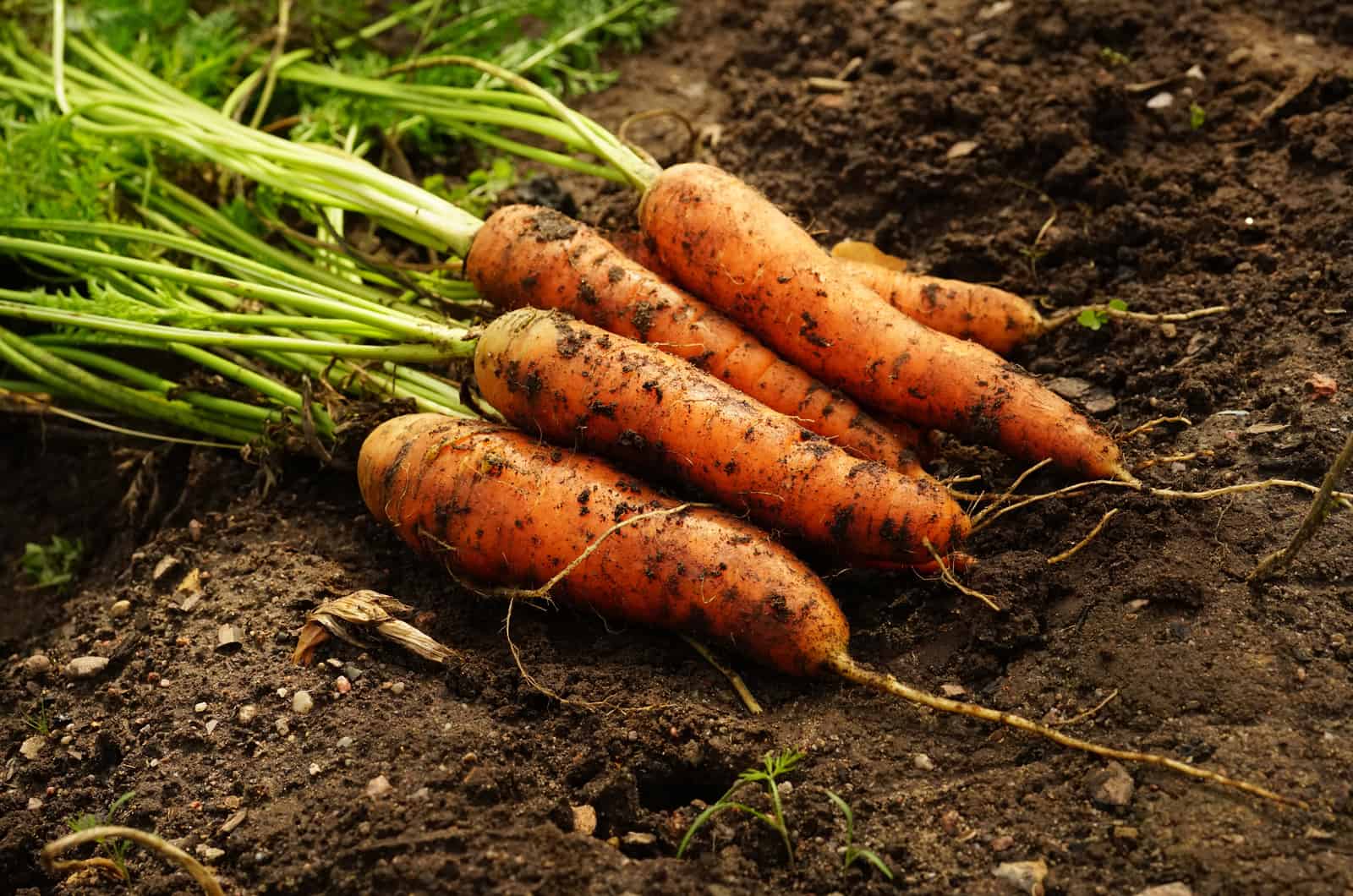 carrots on ground