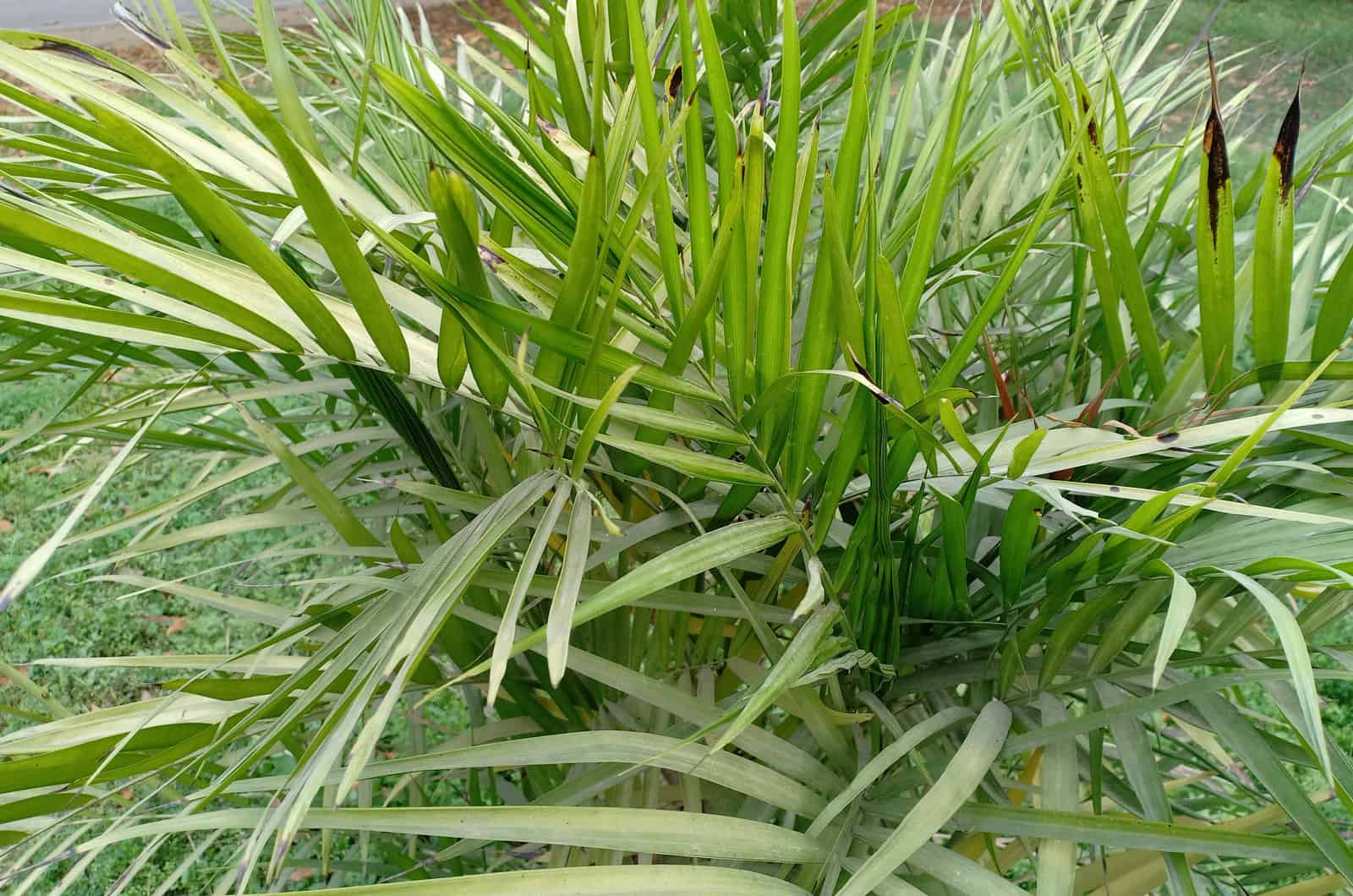 cascade palm in the garden