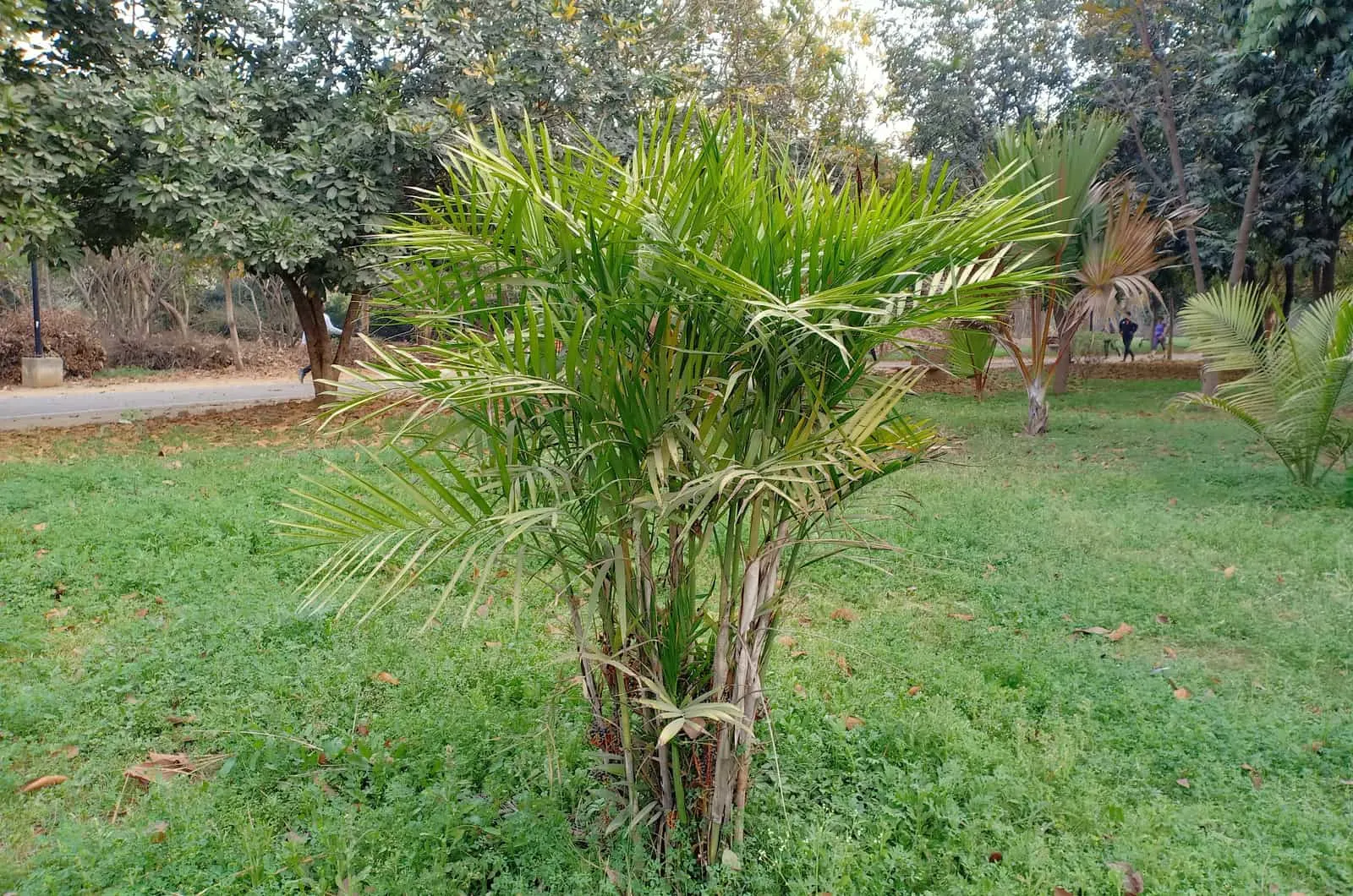 cascade palm tree in the park