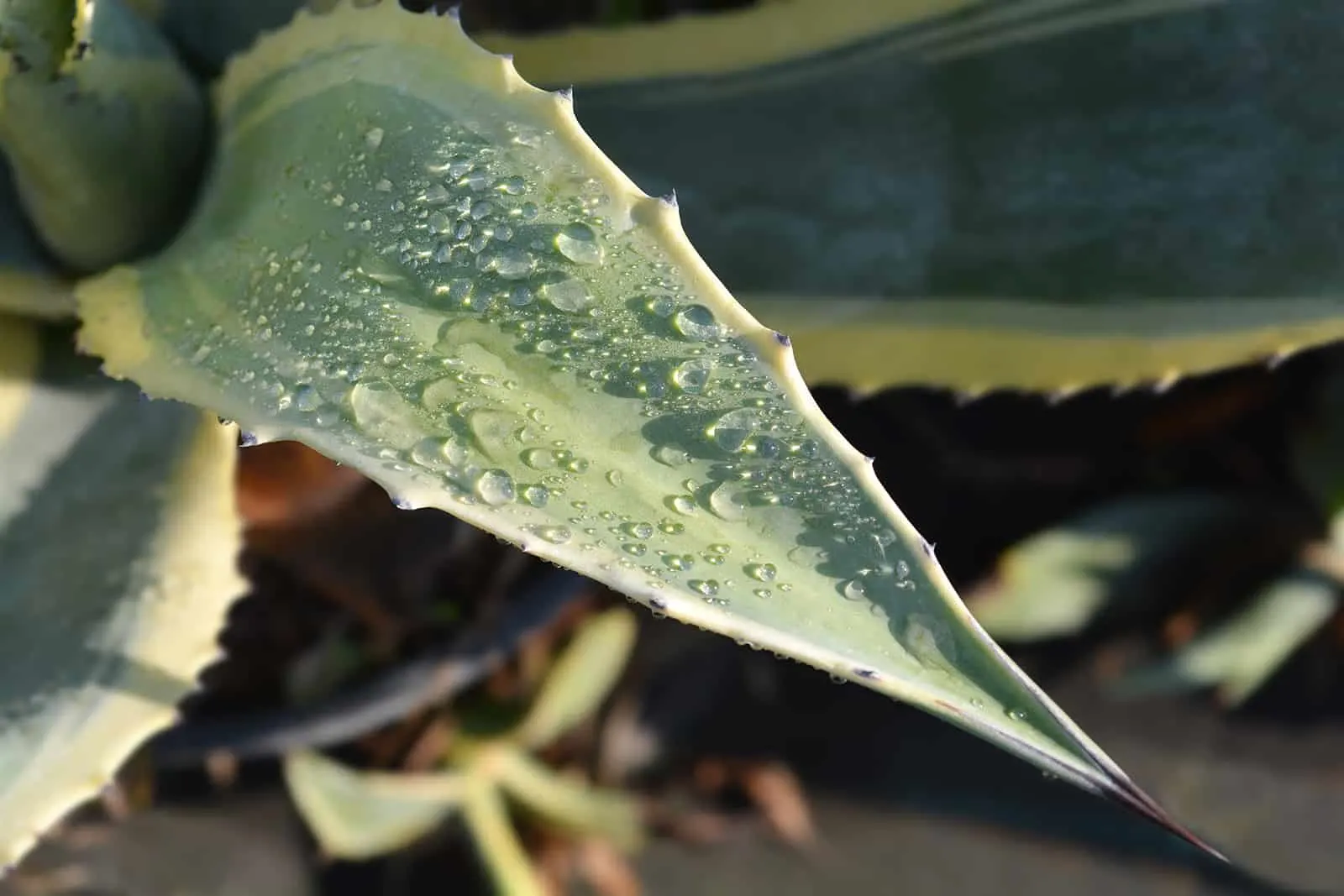 century plant leaves with water drops