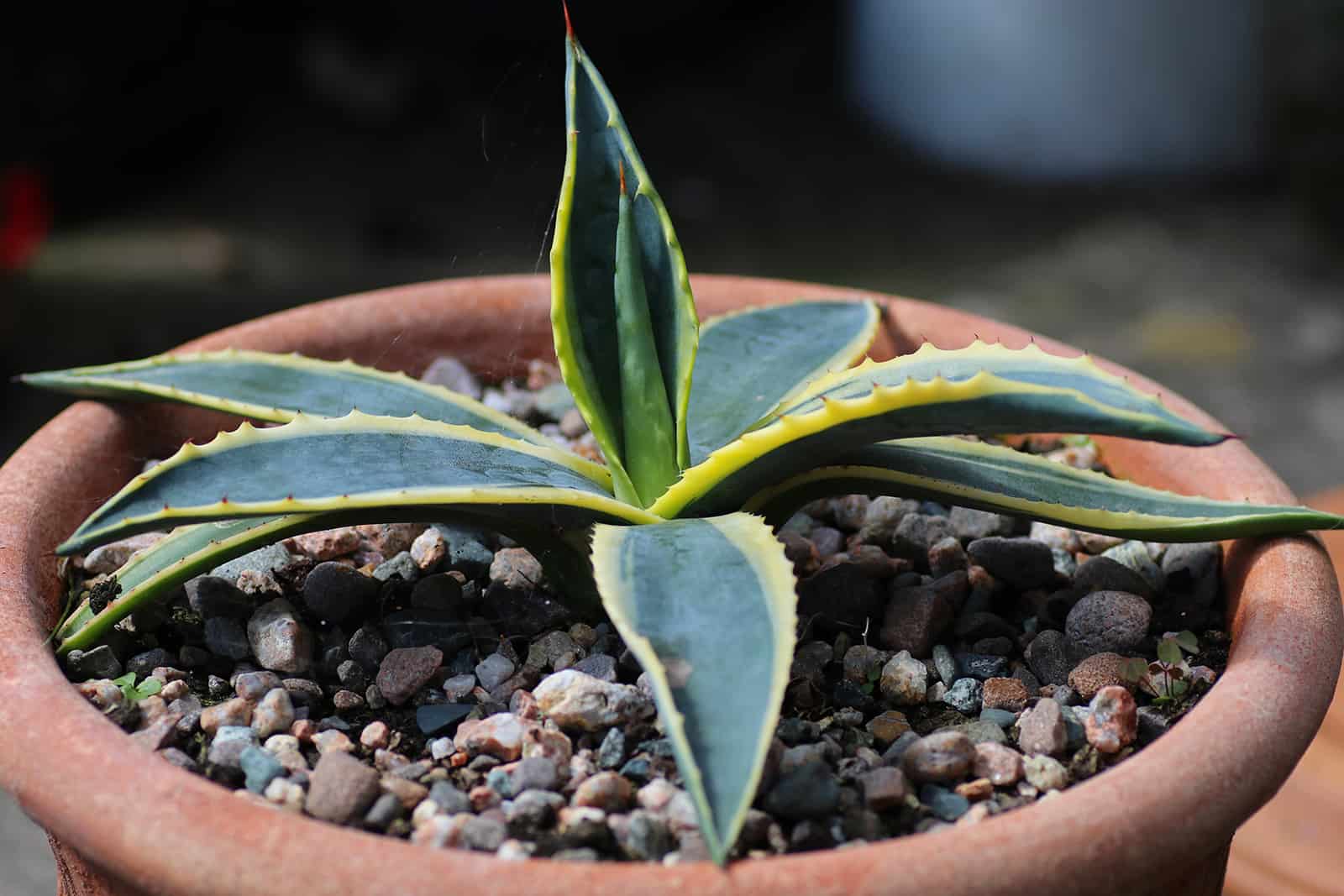 century plant in pot