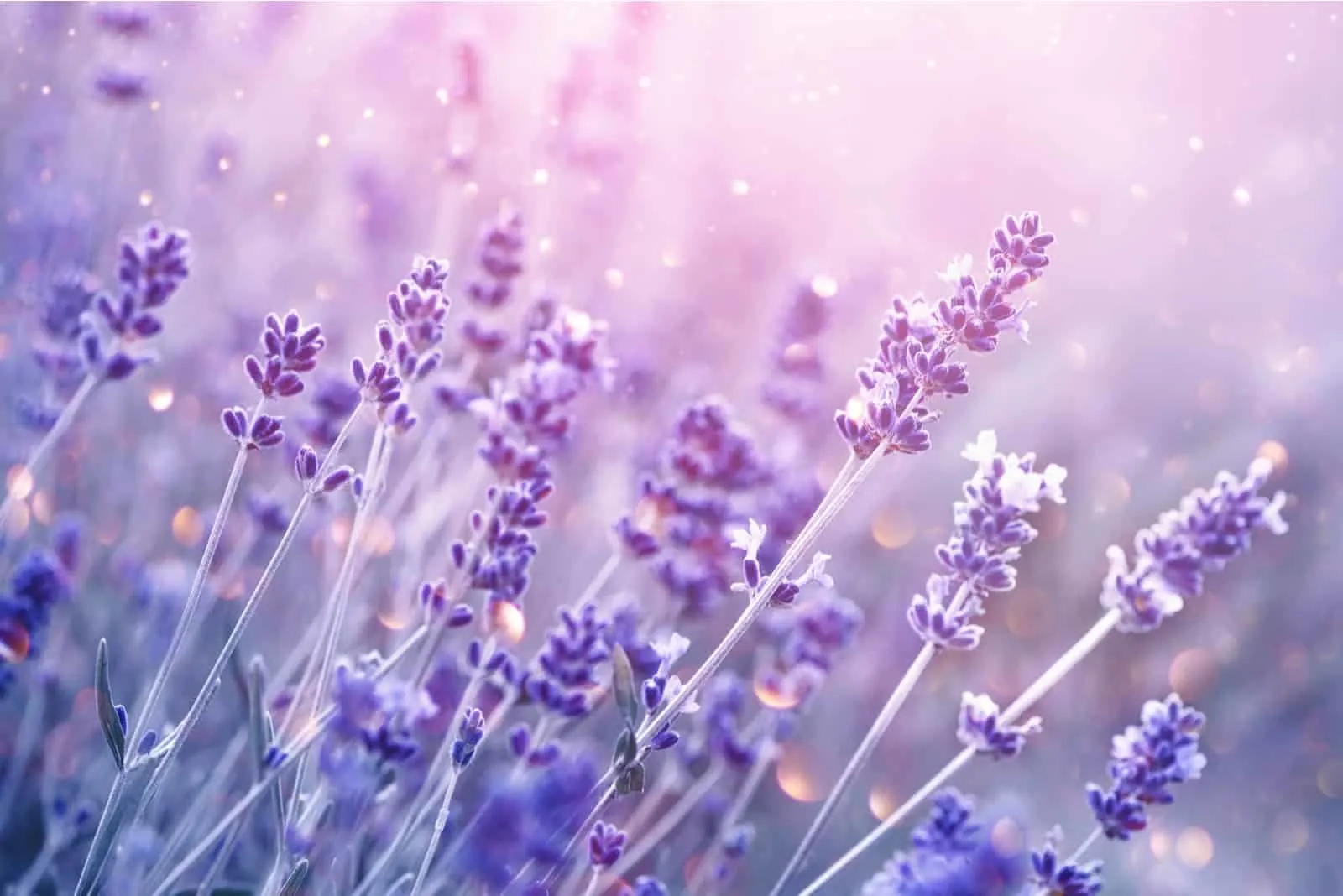 close shot of Lavender flowers