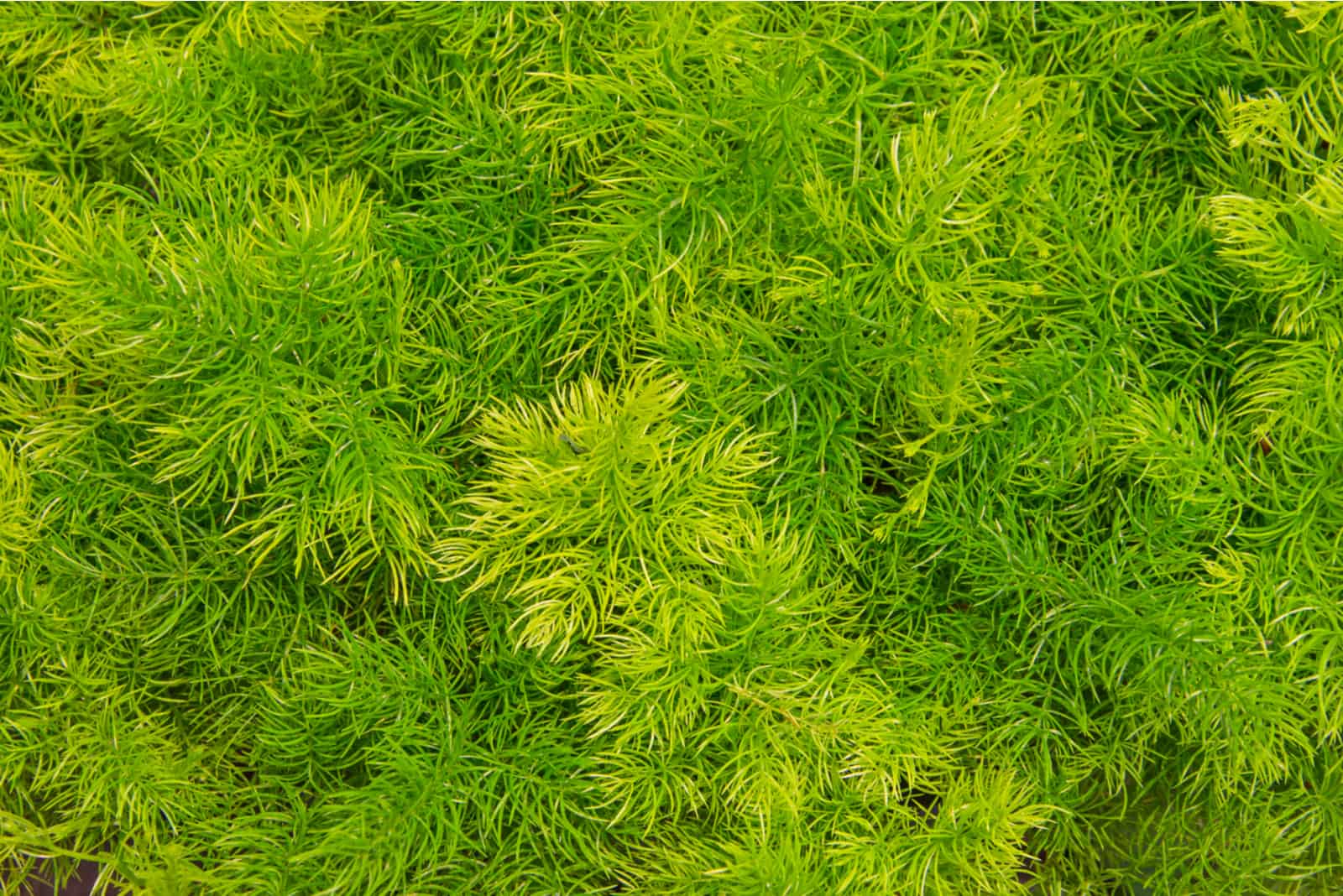 close-up photo of asparagus fern