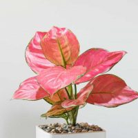 Aglaonema or chinese evergreen plant