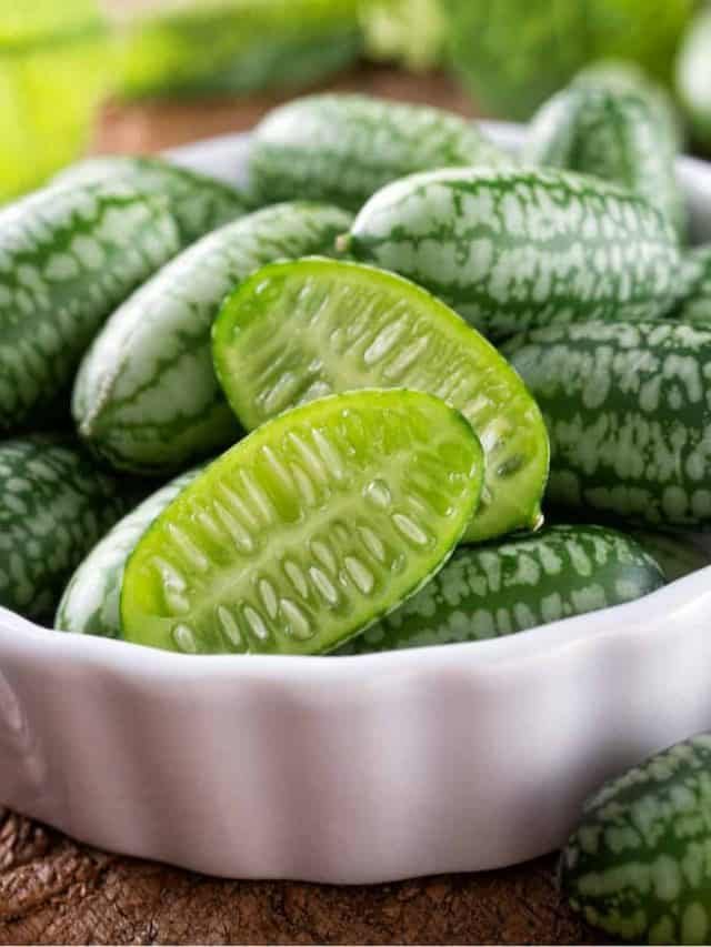 Everything You Need To Know About Round Cucumber