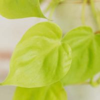 Philodendron Lemon Lime in white painted terracotta pot