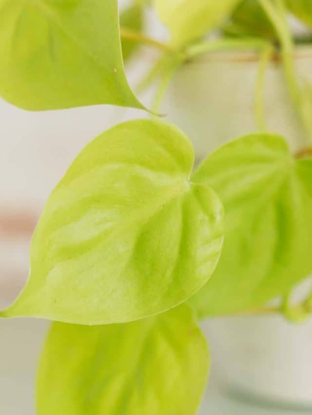 Lemon Lime Philodendron: Everything You Need To Know Right Here