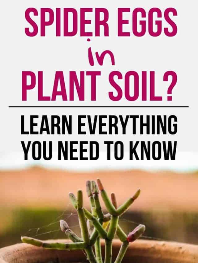 Spider Eggs In Plant Soil All You Need To Know Pinterest