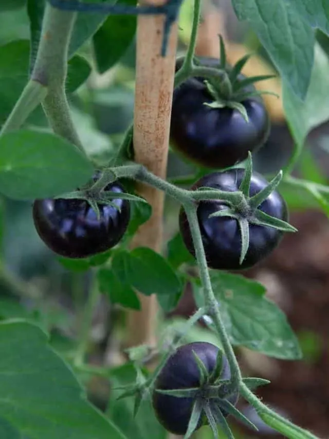 black tomatoes growing on the plant