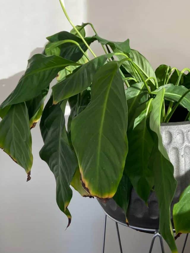 Why Is My Peace Lily Drooping? Find Out Causes And Solutions