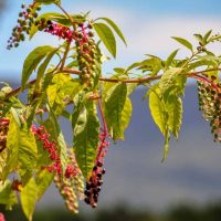 pokeweed plant