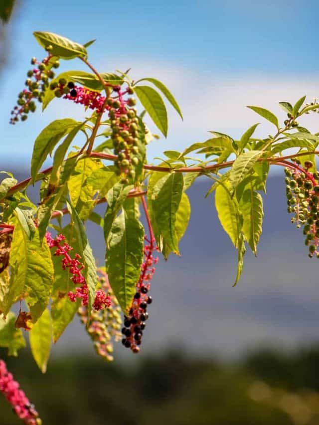 4 Effective Ways To Get Rid Of Pokeweed For Good