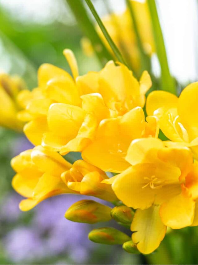 yellow freesia