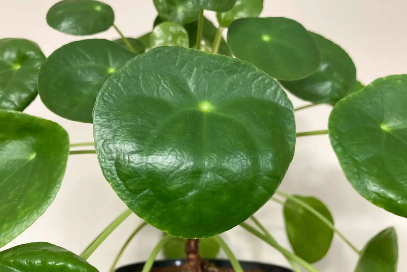 curled leaf of Pilea plant