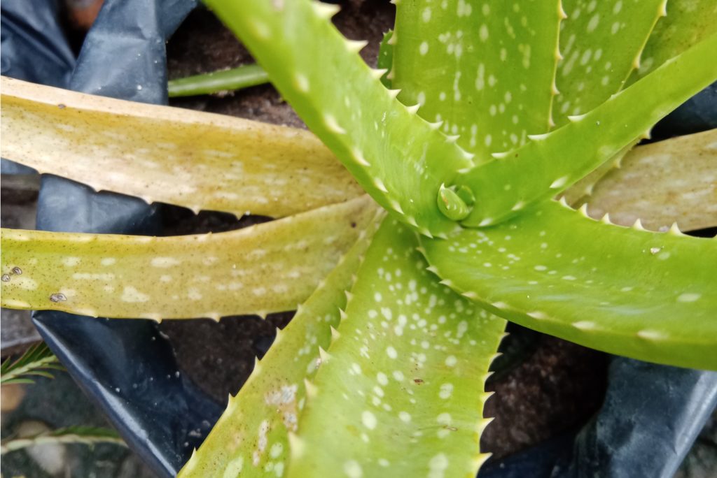 8 Signs Of An Underwatered Aloe Plant And How To Revive It