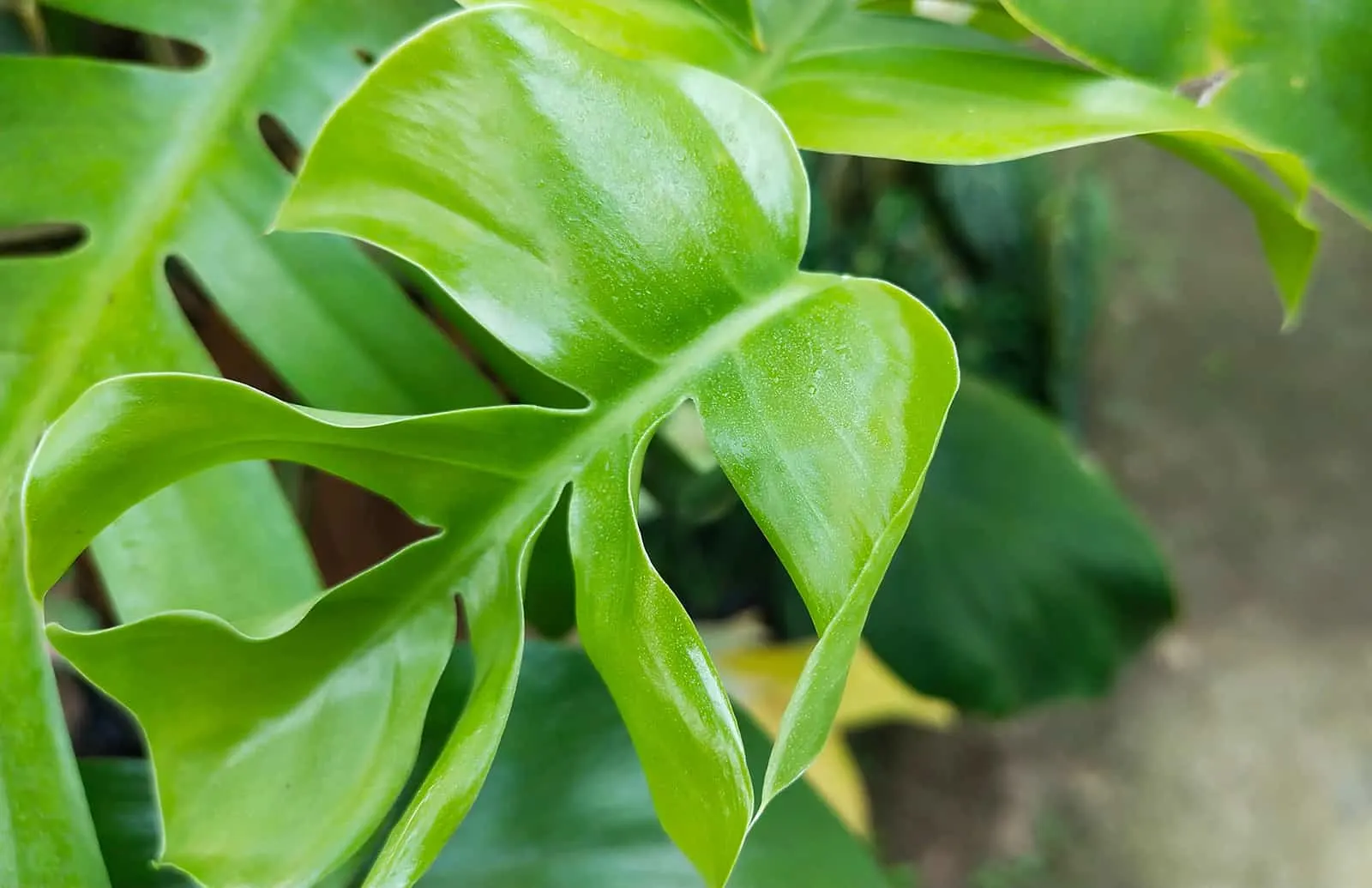 dragon tail plant green leaf 