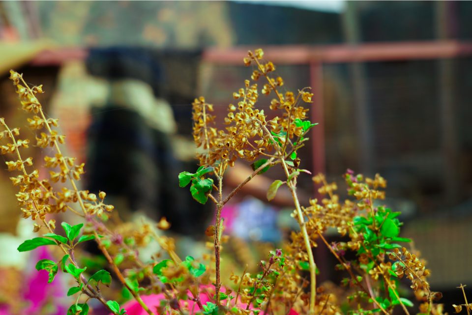 How To Save Tulsi Plant From Dying Everything You Need To Know