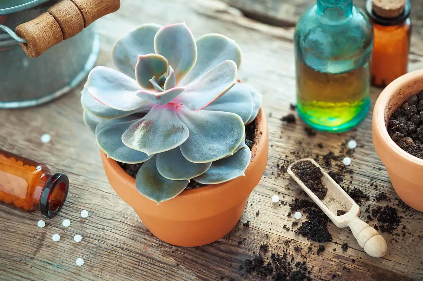 echeveria in flower pot and a spoon with soil on table