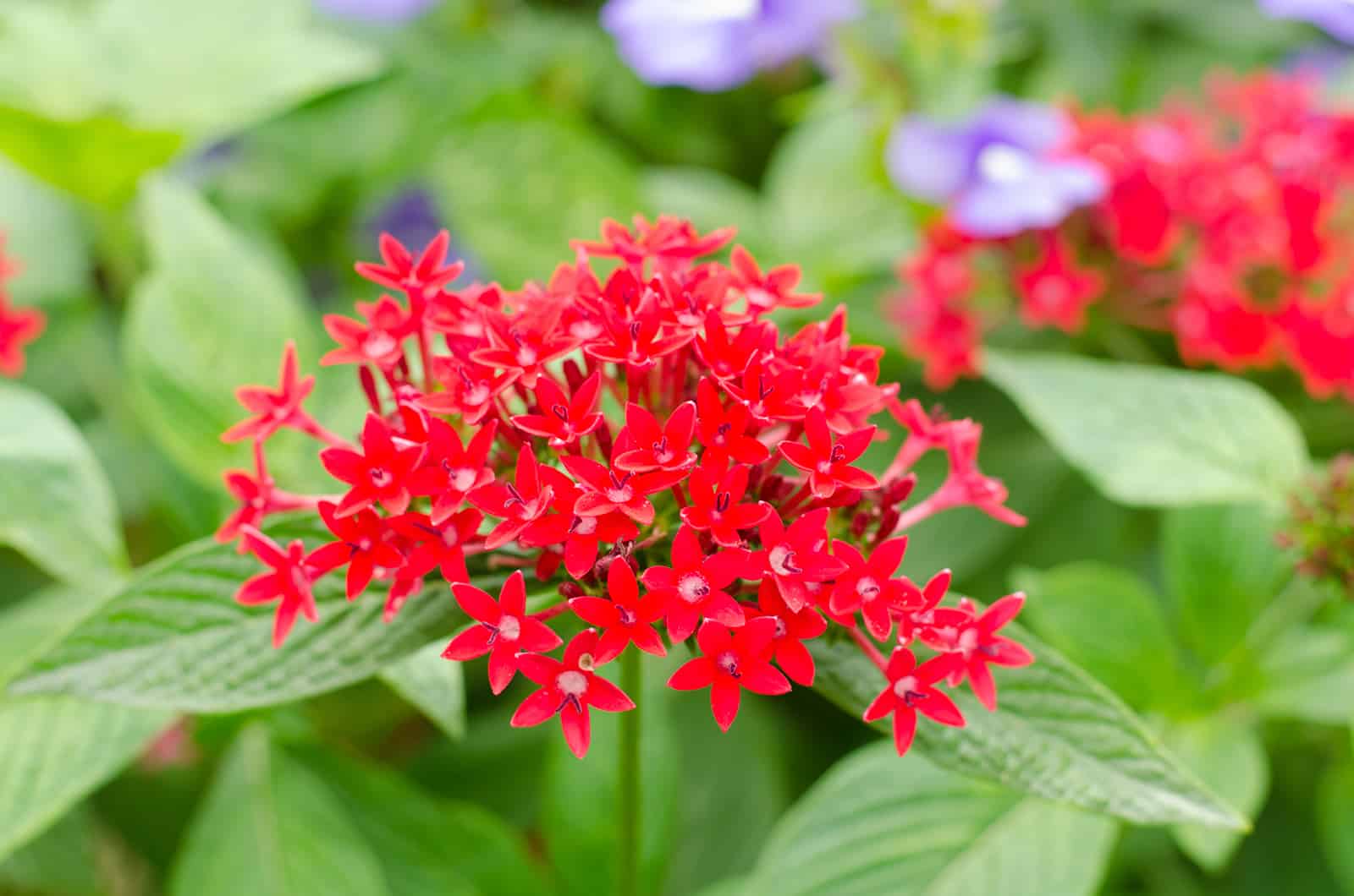 egyptian star red flowers