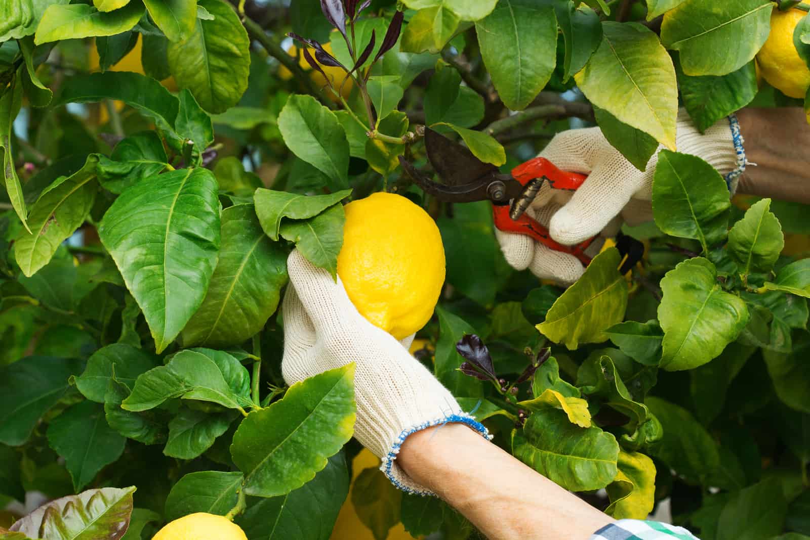 farmer harvesting lemons with garden pruner in hands