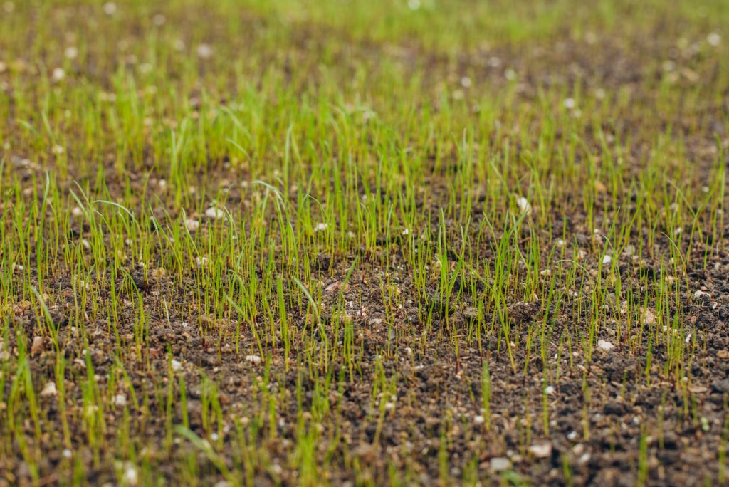 Why Isn't Your Grass Seed Sprouting? Here Are 10 Common Reasons And ...