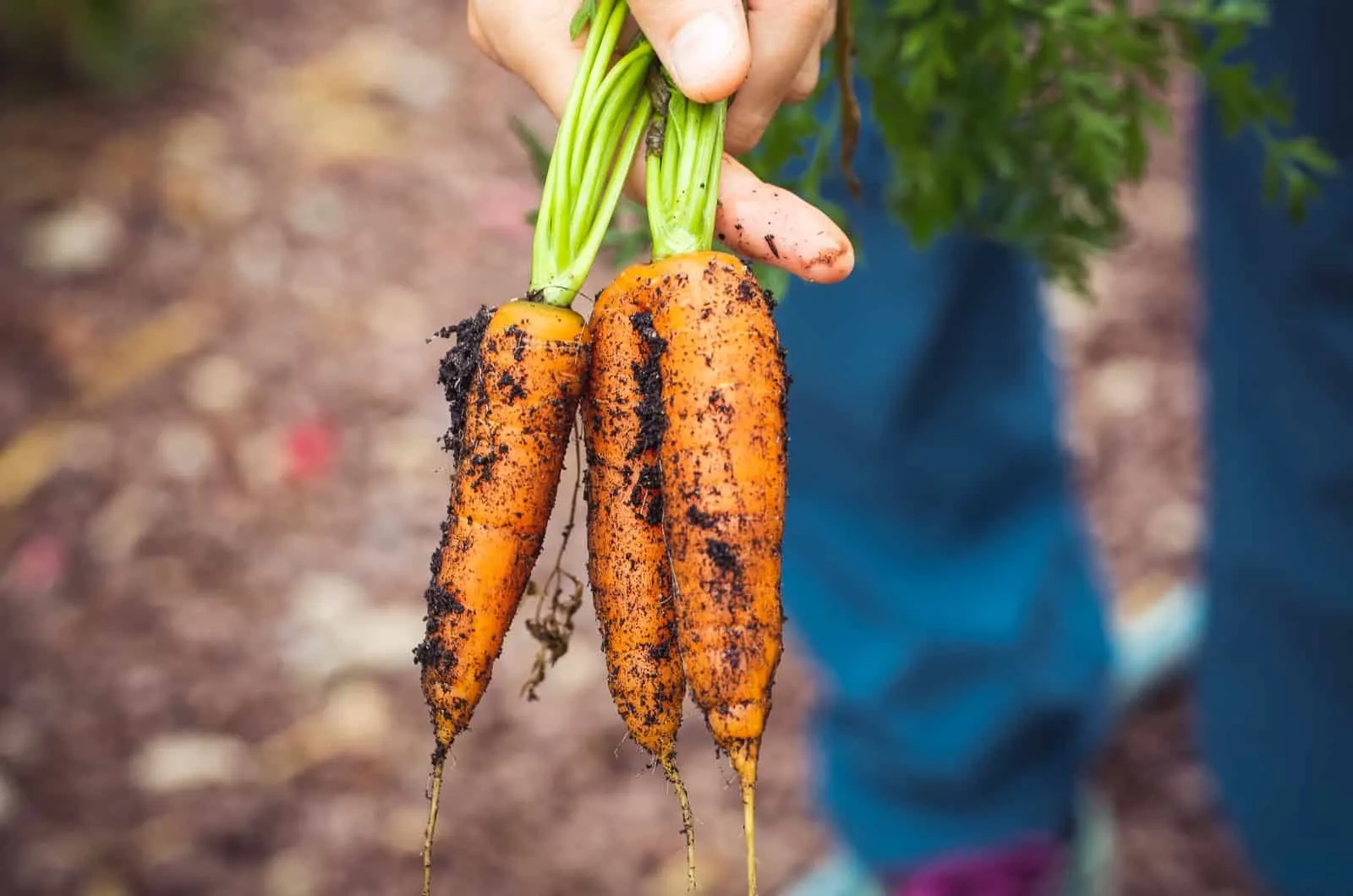 freshly picked carrots