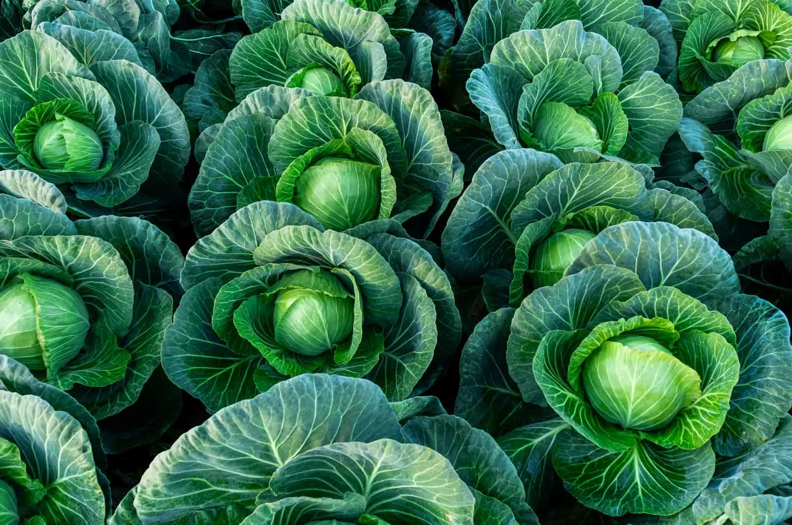 garden full of Cabbage