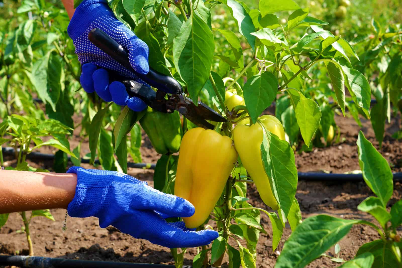 gardener harvesting peppers in the garden
