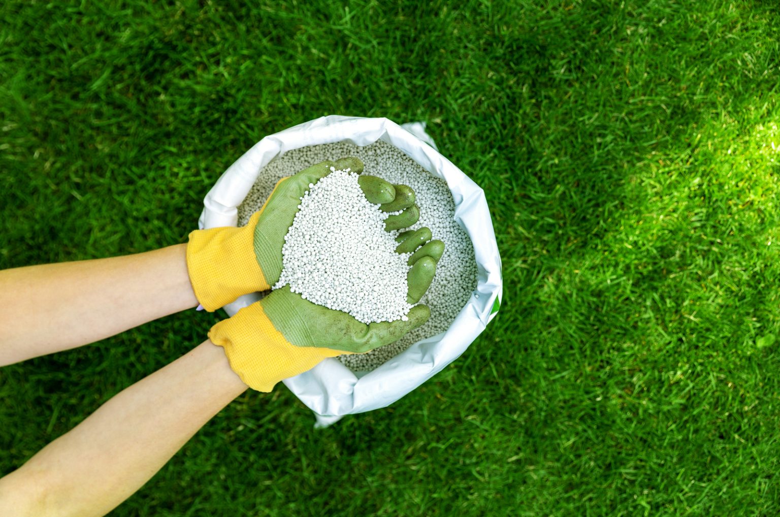 What Is The Best Lemon Tree Fertilizer? How And When To Apply It