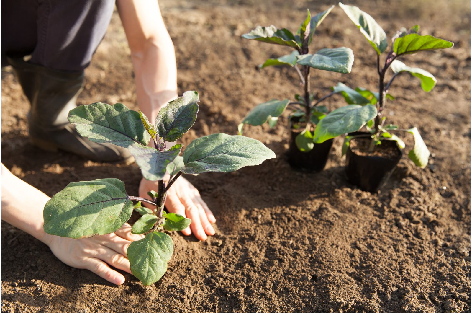 gardener planting eggplants