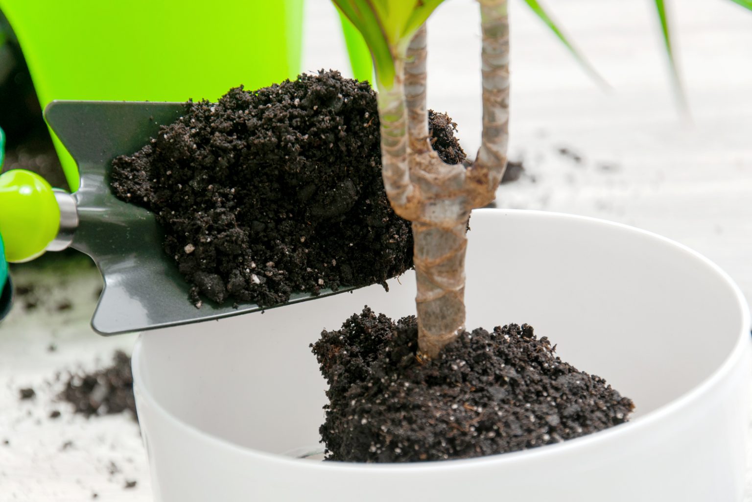 Signs Of An Overwatered Palm Tree And How To Save It