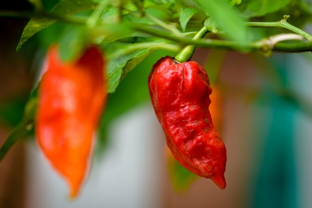 When To Pick Ghost Peppers And What To Do With Them