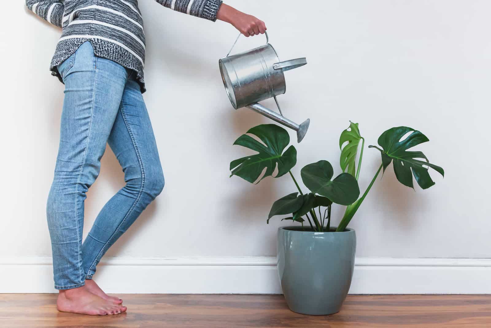 girl watering monstera plant with watering can