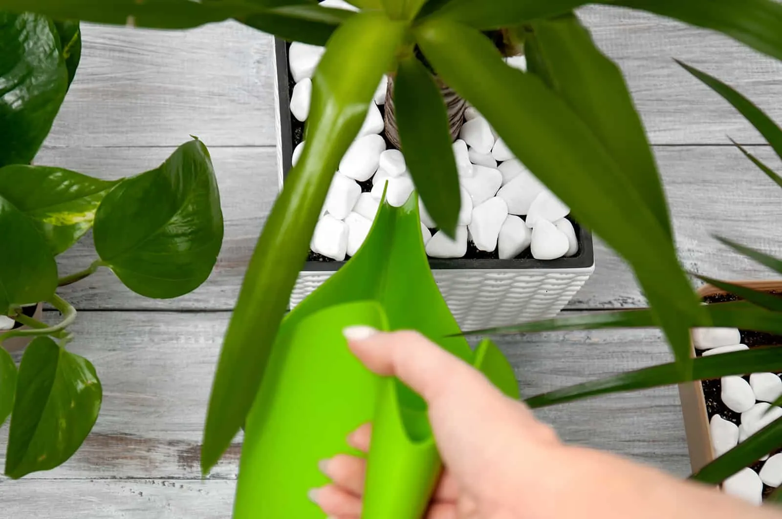 girl watering spineless yucca with a watering can