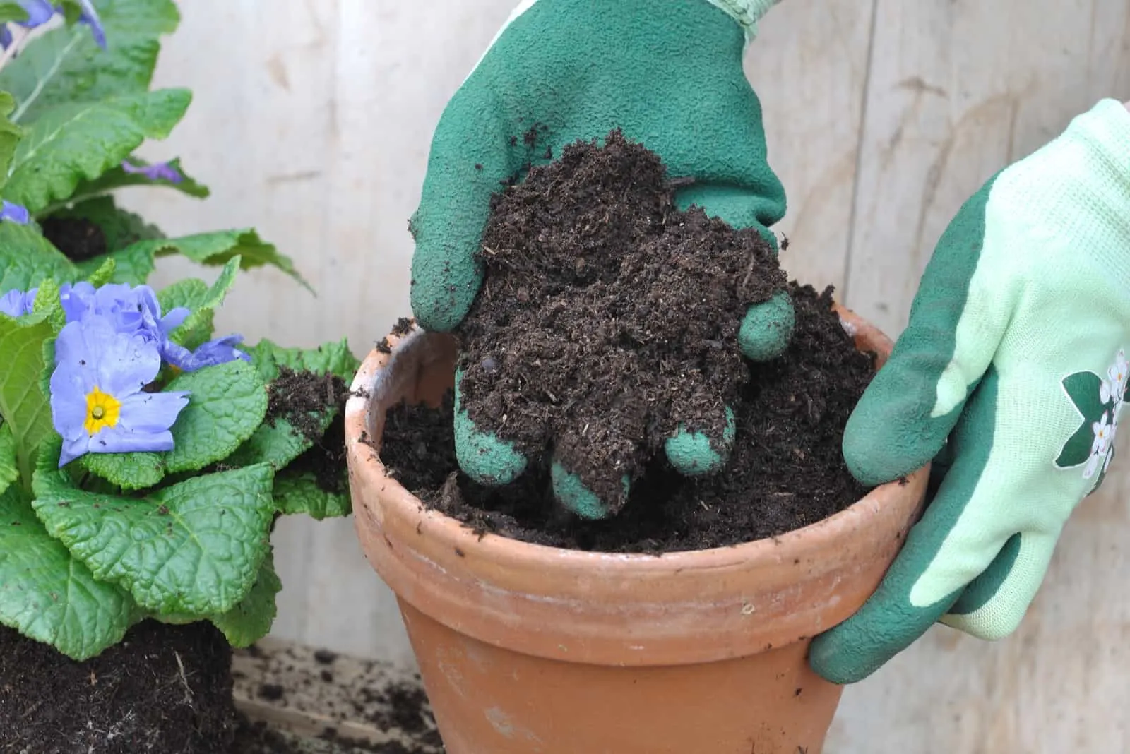 gloved hand holding loam over a flower pot