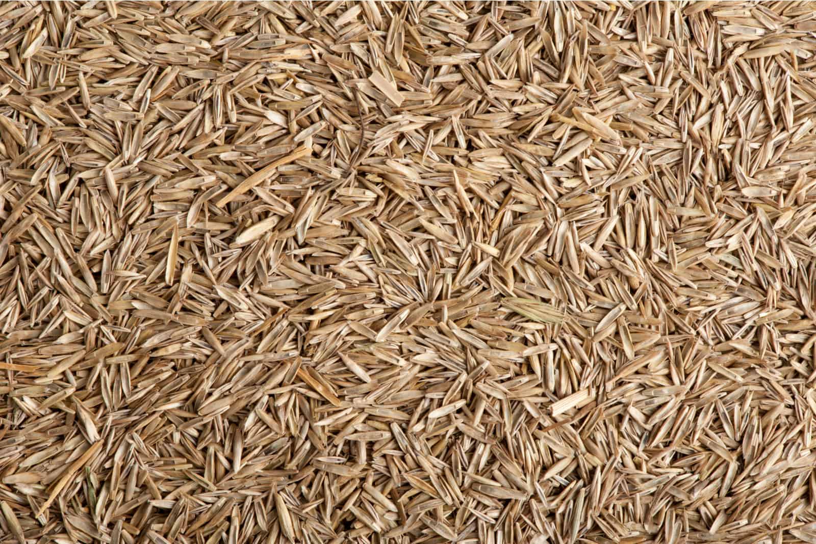 grass seed on table 