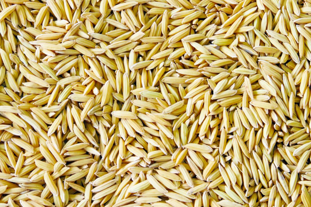 Why Isn't Your Grass Seed Sprouting? Here Are 10 Common Reasons And