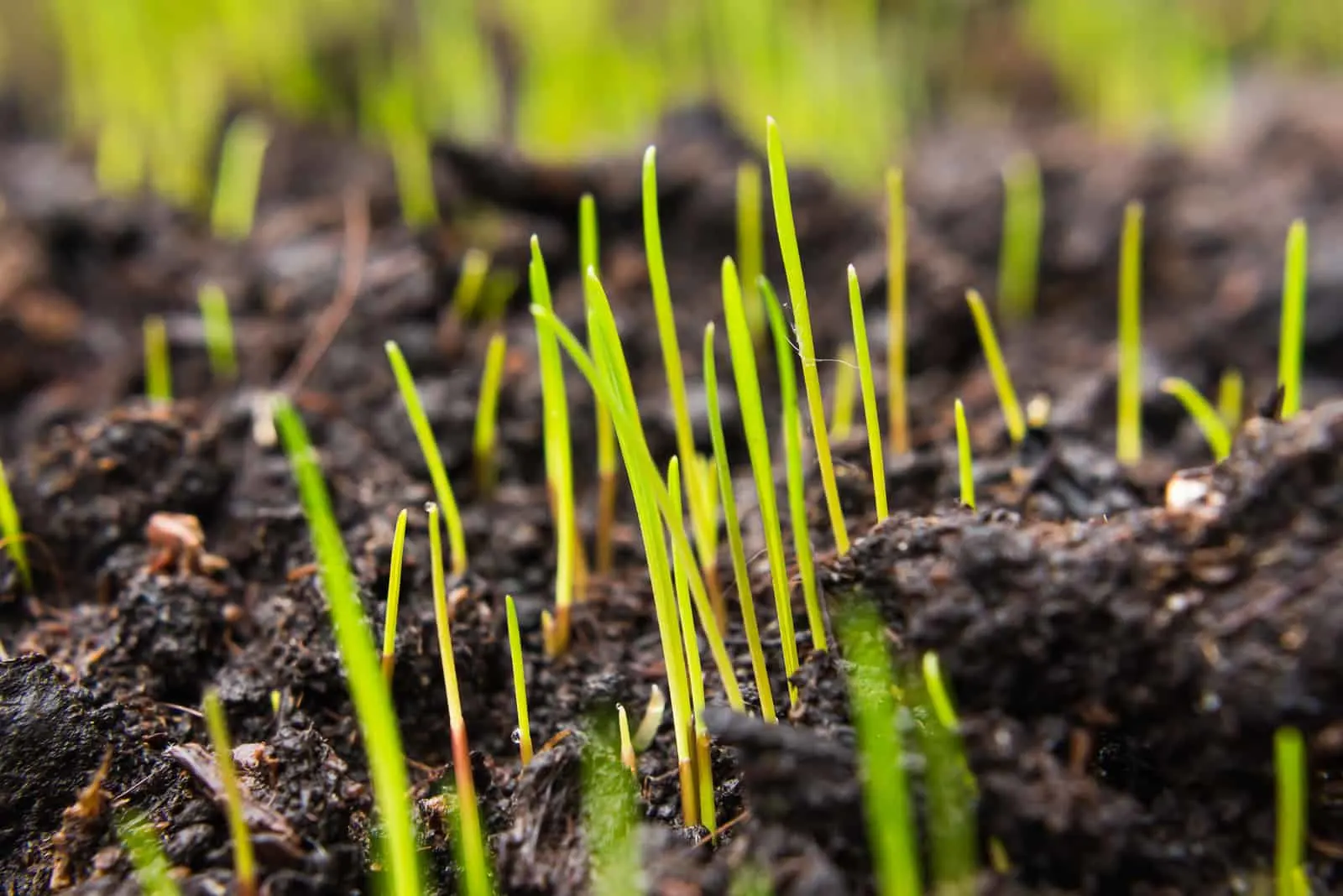 grass seeds that begin to grow on new topsoil