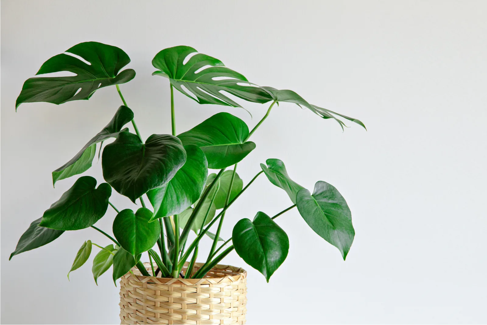 green Monstera in pots